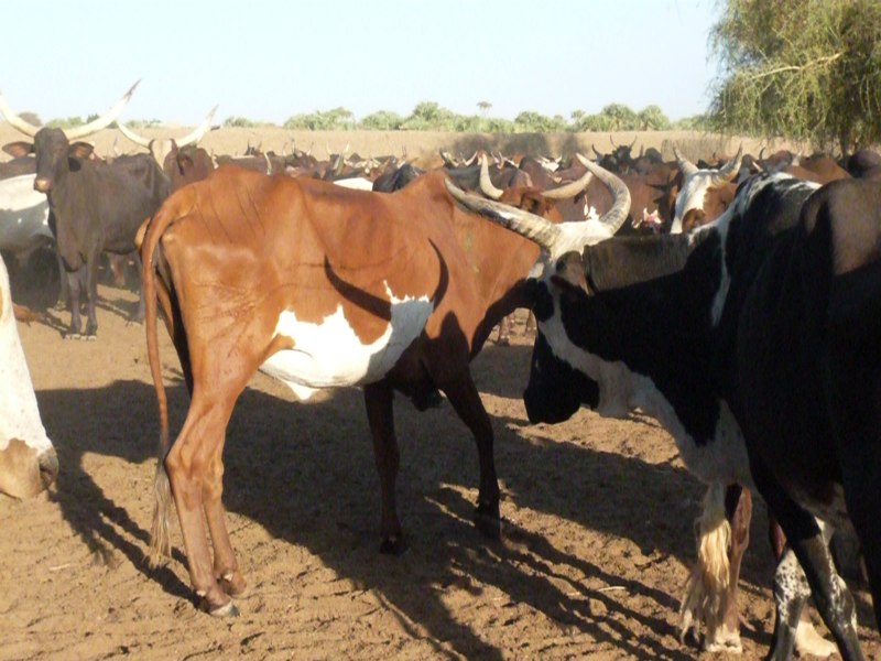 Baagiri Cindi