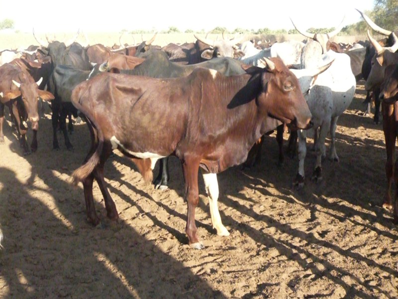 Barawaldi