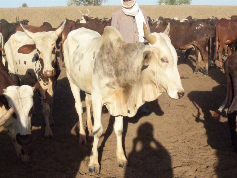 Daakiri Nbuneeri