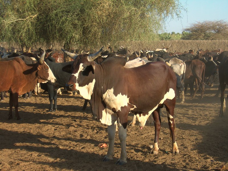 Kureeri Tasigandi