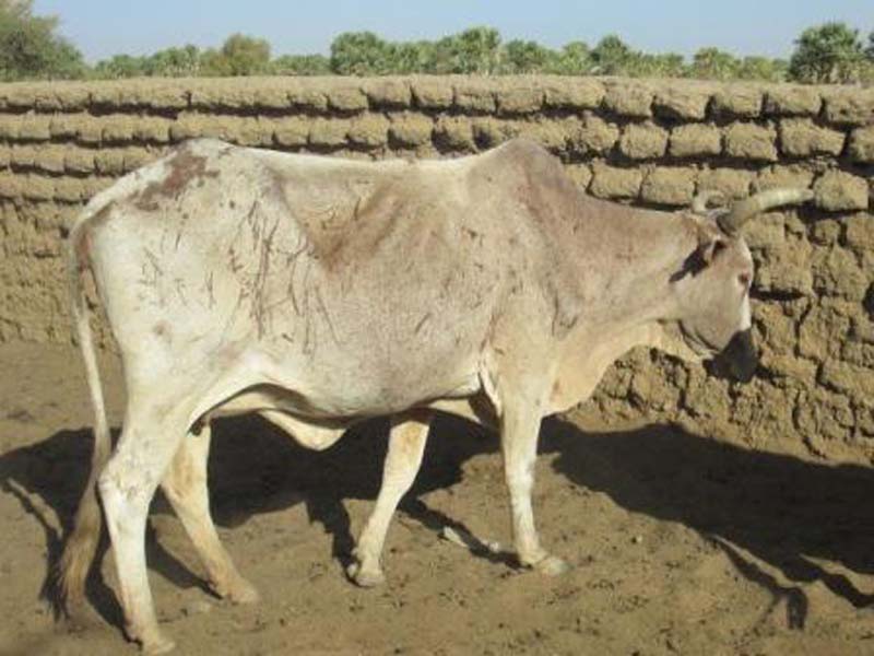 Torkoyeka