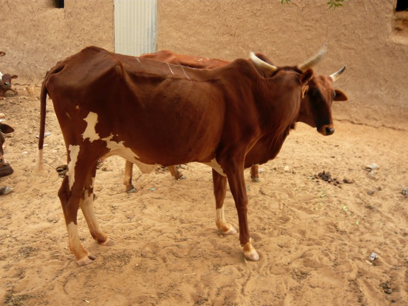 Waaje
