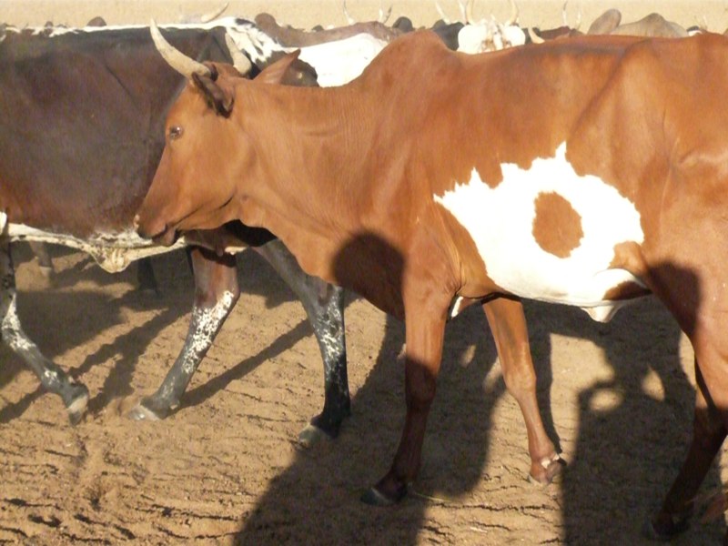 Waaje Saaye