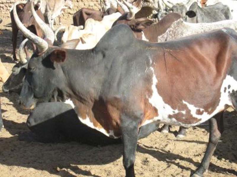 Waldi Bongiri