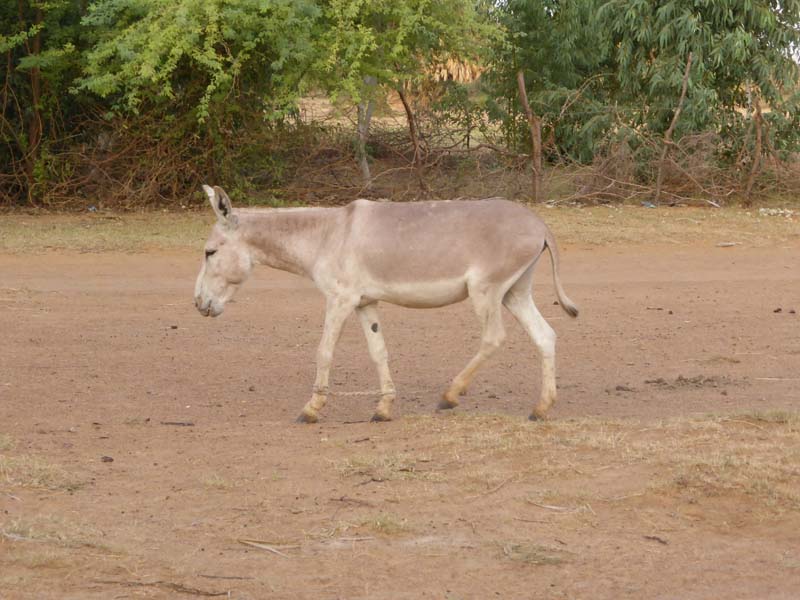 Nbodiya 1