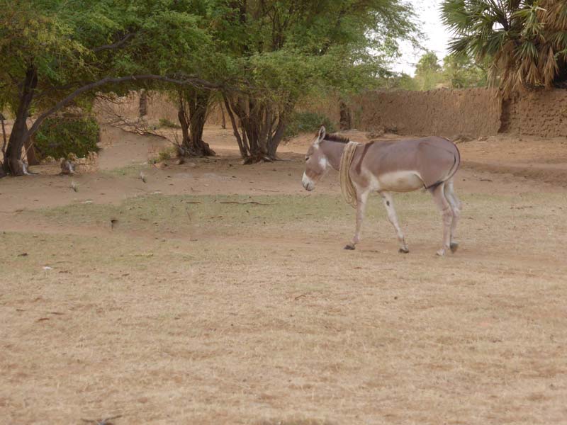Npura