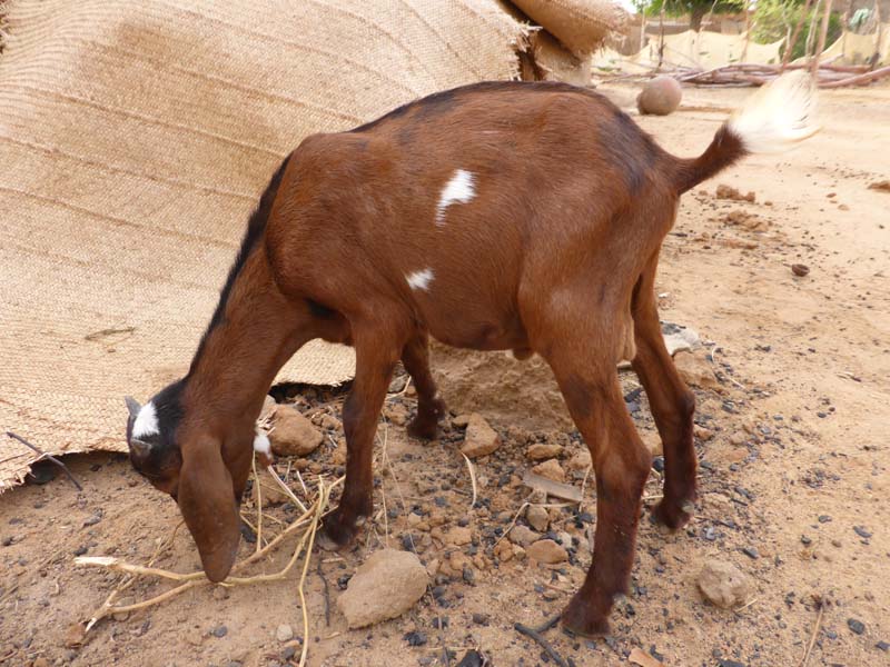 Baaga Nbonga