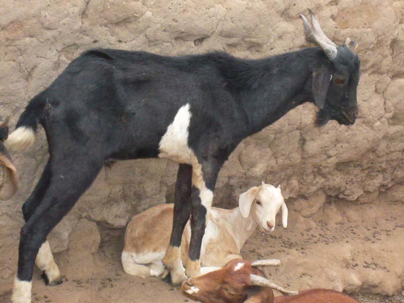 Baagiri Bibi
