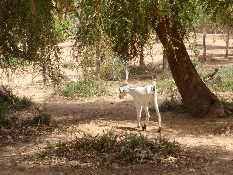 Darga