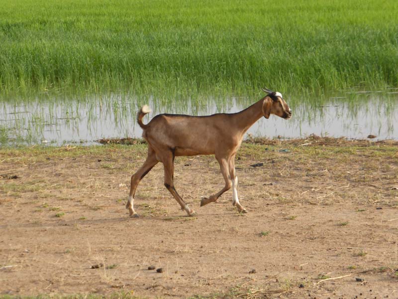 Darge Woola