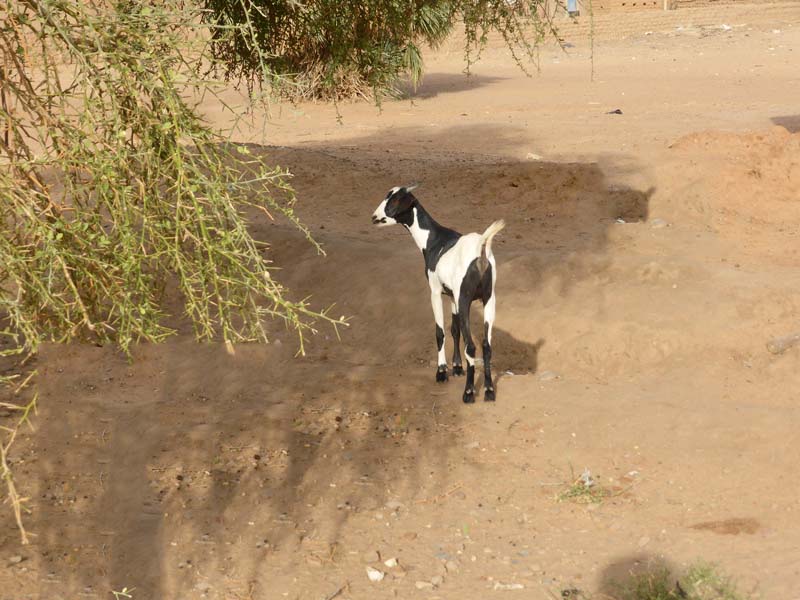 Dumaldi