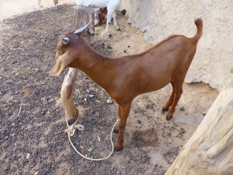 Nbonga