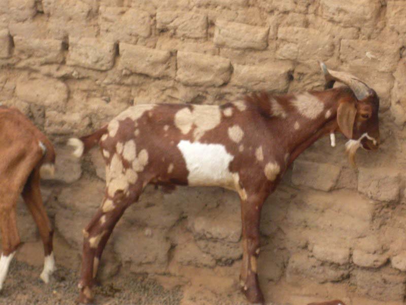 Panteeri