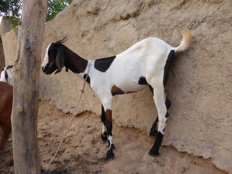 Toddaa Daarkiri