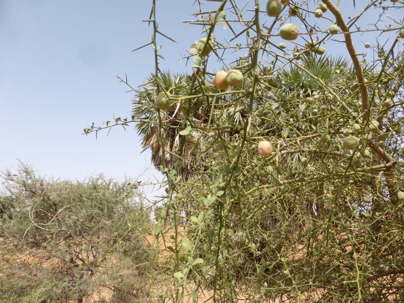 Garbay Karji