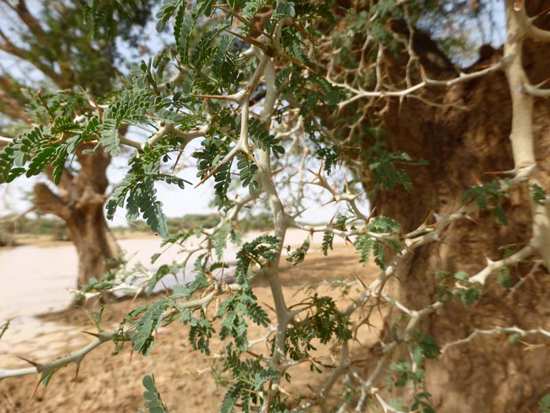 Kokoya Kanbe