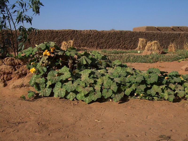 Labu Tanda