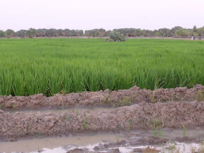 Moofaari Arugga