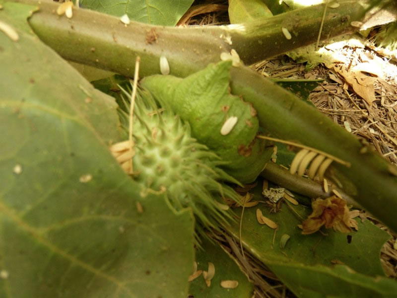 Tuntunbaala